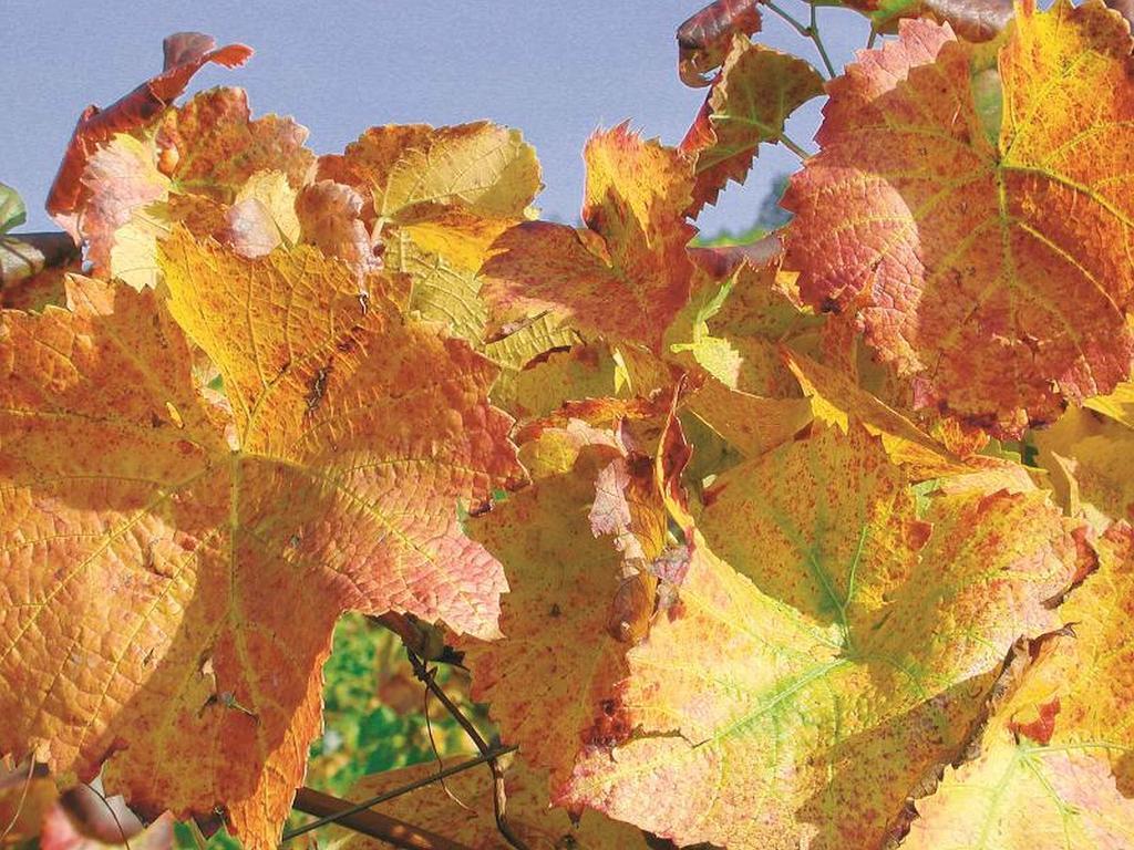 Ferienwohnung Weingut Alfred Huber Durbach Exterior foto